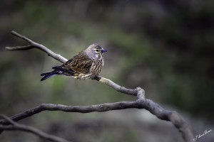 Spanje, Nationaal Park Monfragüe in Extremadura, Kneu.